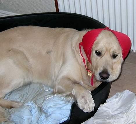 Golden retriever Hercules - Hov er det hævnen for at stjæle min mors undertøj? billede 7