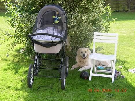 Golden retriever Hercules - Så har jeg fået en lillebror som jeg skal passe på - hårdt arbejde! billede 8