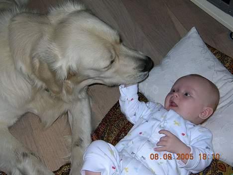 Golden retriever Hercules - Mon han kan lege med mig - hvis jeg henter min bold? billede 9