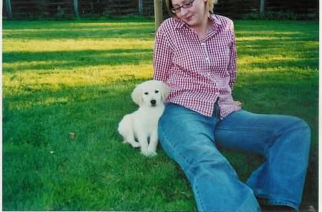 Golden retriever Hercules - Er lige landet hos min nye familie - jeg ser ret sød ud ikke? billede 10