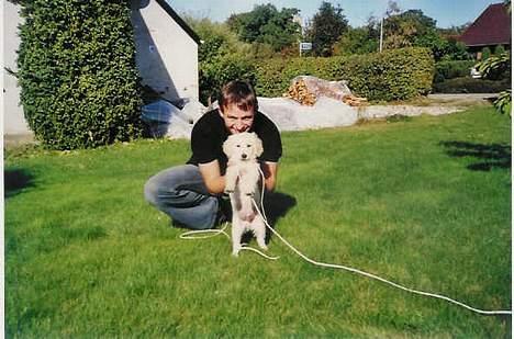 Golden retriever Hercules - Jeg er jo opkaldt efter en kriger - så her viser jeg hvad jeg dur til... vrrrrr. vuf billede 11