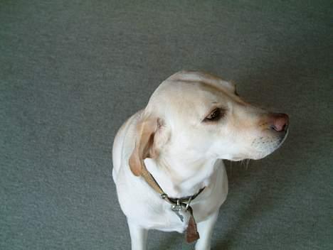 Labrador retriever Nala (død 12/08-08) billede 2