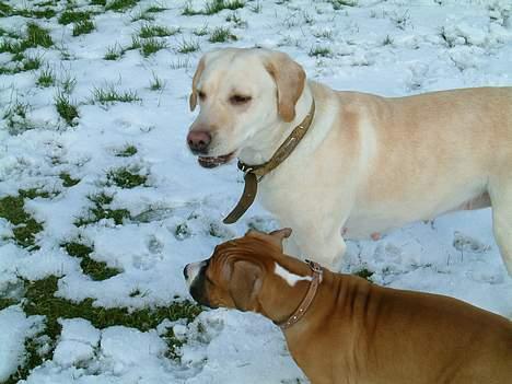 Labrador retriever Nala (død 12/08-08) - hovsa han er vist ny her, men han er da sød nok, tro jeg billede 3