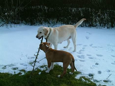 Labrador retriever Nala (død 12/08-08) - jeg er ved og lære ham og ødelægge pinde billede 4