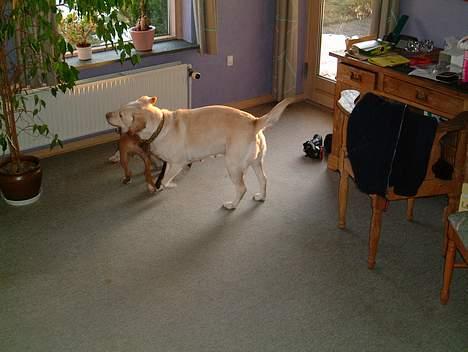 Labrador retriever Nala (død 12/08-08) - vi har lige spike på besøg.. billede 5