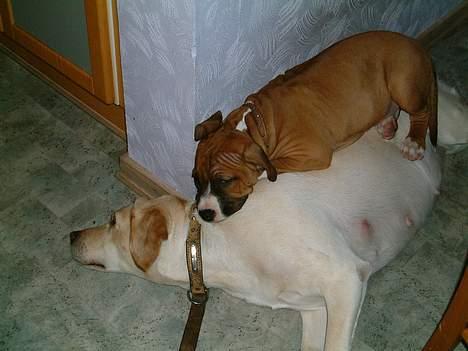 Labrador retriever Nala (død 12/08-08) - hun tro vist jeg er en putte pude.. billede 6