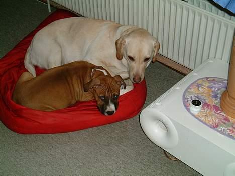 Labrador retriever Nala (død 12/08-08) - det er nu dejligt med en og putte med. billede 7