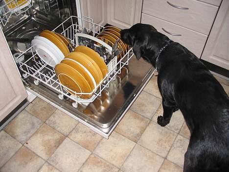 Labrador retriever Frida billede 14