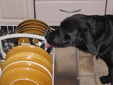 Labrador retriever Frida billede 15