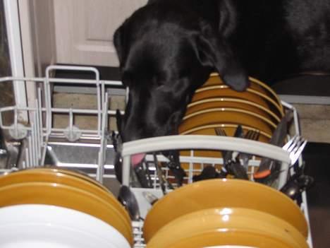 Labrador retriever Frida billede 16