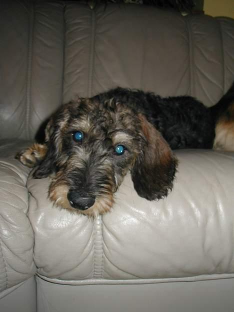 Gravhund Frederik billede 9