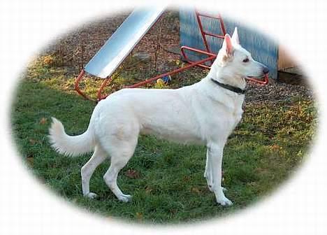 Hvid Schweizisk Hyrdehund Jessie - Jessie 4 år billede 1