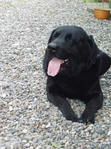 Labrador retriever Rollo  billede 9