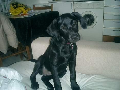 Labrador retriever Bine *DØD* billede 1