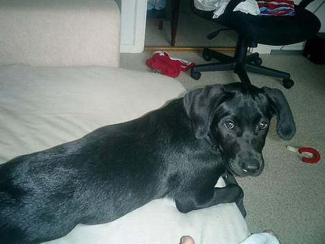 Labrador retriever Bine *DØD* billede 2
