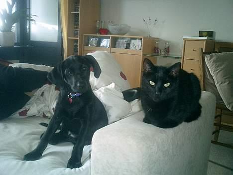Labrador retriever Bine *DØD* - her er hun på vej op og drille katten billede 3