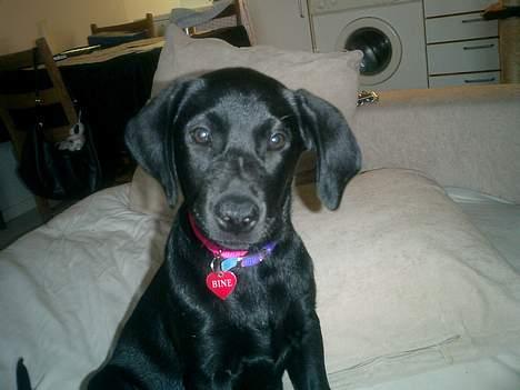 Labrador retriever Bine *DØD* billede 4