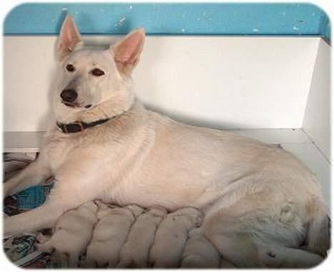 Hvid Schweizisk Hyrdehund Jessie - En træt mor billede 2