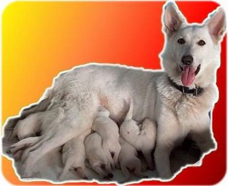 Hvid Schweizisk Hyrdehund Jessie - En stolt mor billede 3