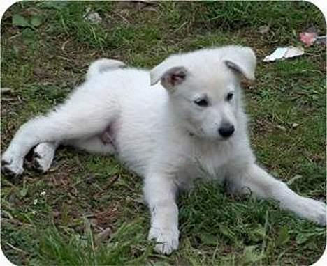 Hvid Schweizisk Hyrdehund Jessie - En af Jessies hvalpe billede 4