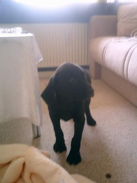 Labrador retriever Bine *DØD* - så lille var hun den første dag vi fik hende hjem som 9 uger gammel :D billede 5