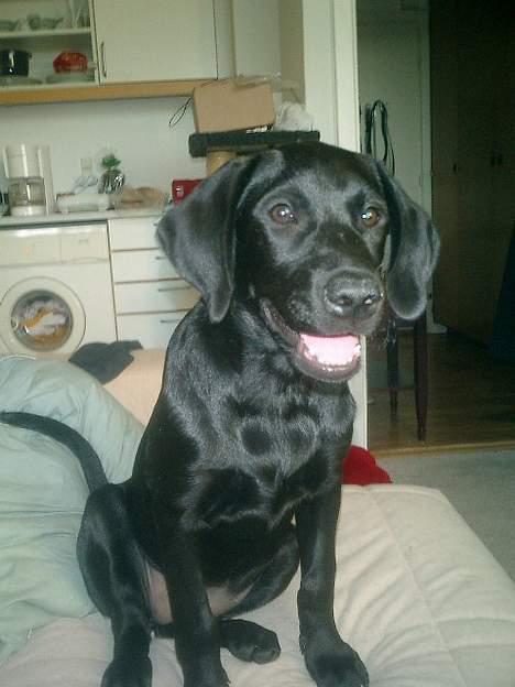 Labrador retriever Bine *DØD* - det er et af de nyeste billeder af hende. billede 6