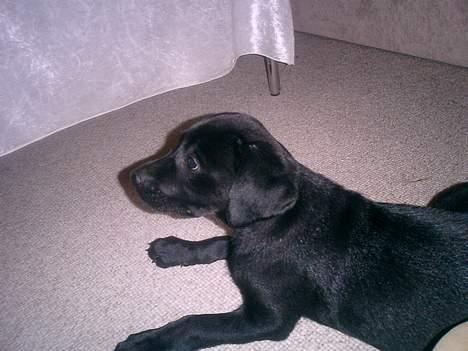 Labrador retriever Bine *DØD* - det er oz den første dag hjemme .. lille pus :D billede 7