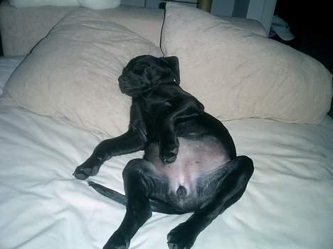 Labrador retriever Bine *DØD* - sove skal man jo oz :D billede 8