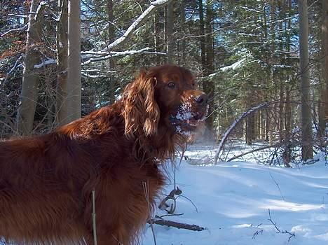 Irsk setter boss -  sne er godt billede 2