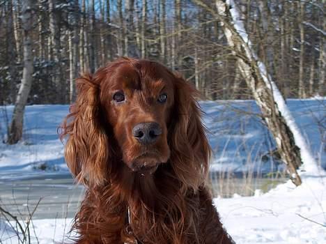 Irsk setter boss - Ser jeg ikke dejlig ud billede 3