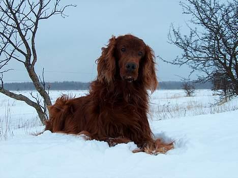 Irsk setter boss billede 4