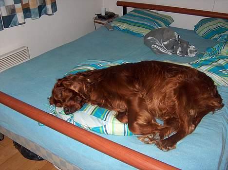 Irsk setter boss - Ahhh godt med en lille lur billede 5