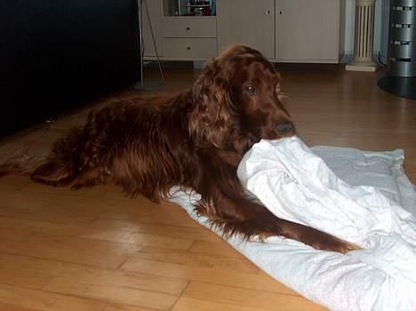 Irsk setter boss - Ahh den dyne er go billede 6