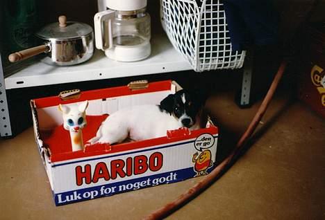 Dansk svensk gaardhund Villy Rap ¤ 22 febr.2006¤ - Luk for noget godt, luk op for Hari.. Øh- Villy Rap! billede 5