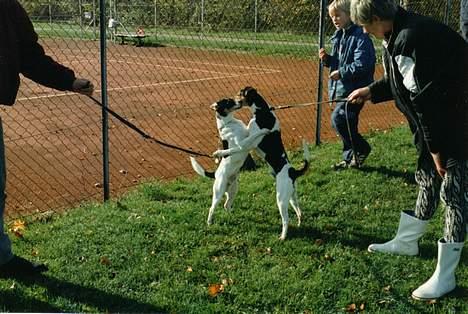 Dansk svensk gaardhund Villy Rap ¤ 22 febr.2006¤ - Ska`vi danze??? billede 6