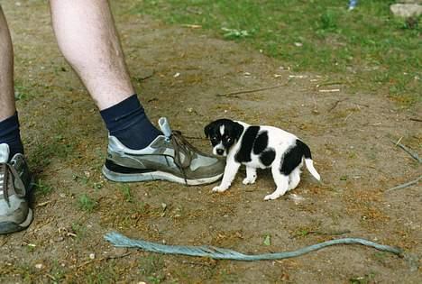 Dansk svensk gaardhund Villy Rap ¤ 22 febr.2006¤ - Villy Rap som ælling. Ja, det var dengang. billede 7