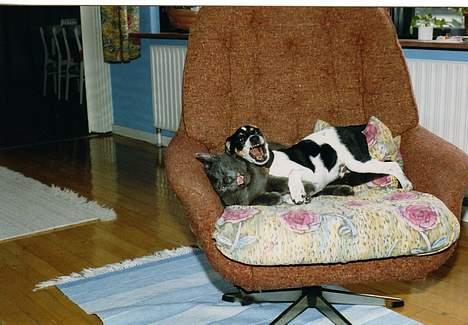 Dansk svensk gaardhund Villy Rap ¤ 22 febr.2006¤ - Villy Rap og Vagn leger. billede 8