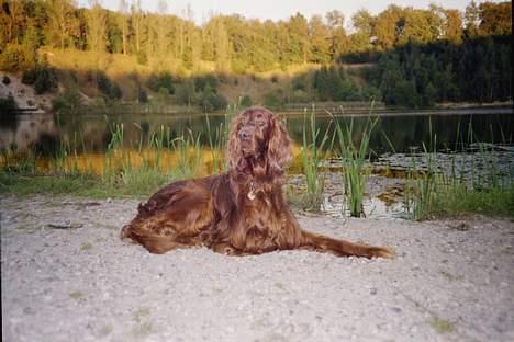 Irsk setter boss - fotogen ? eller hvad billede 7