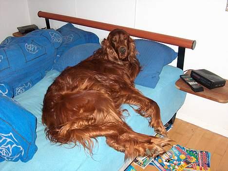 Irsk setter boss - ja man skal ligge godt når man er alene hjemme billede 8