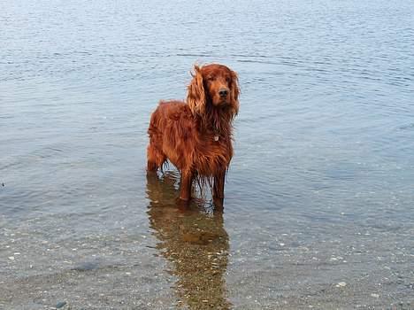 Irsk setter boss - Godt med en kølig dukkert en varm sommerdag billede 9