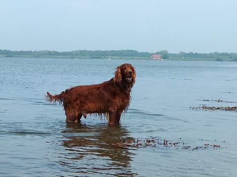 Irsk setter boss billede 10