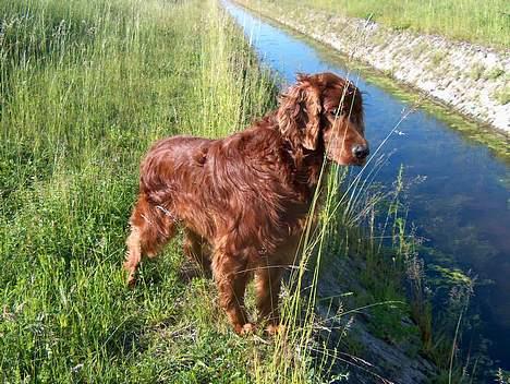 Irsk setter boss billede 11