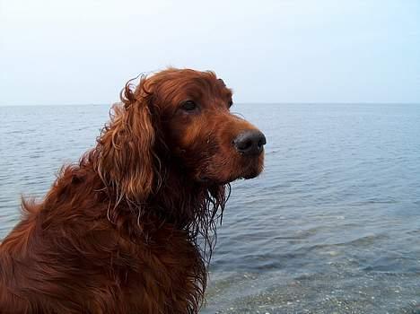 Irsk setter boss billede 12