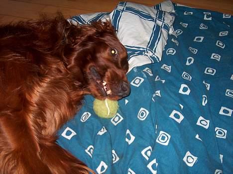 Irsk setter boss - kom og leg lidt med mig billede 13