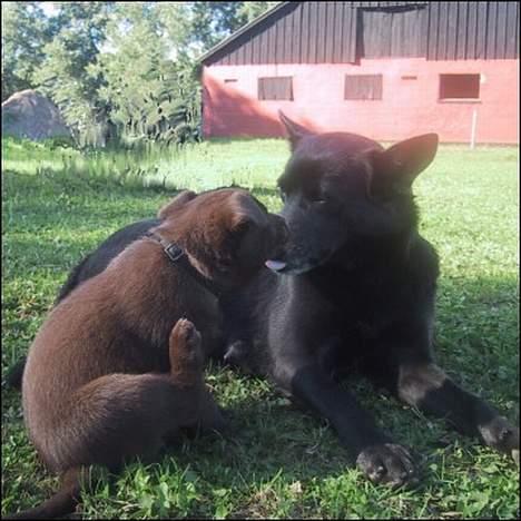 Australsk kelpie St. Torøje´s Kia - Kia og Apple Jack billede 9