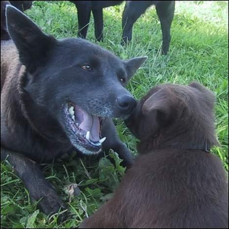 Australsk kelpie St. Torøje´s Kia - Kia leger med Apple Jack billede 10