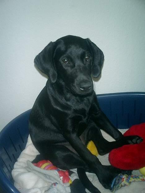 Labrador retriever Bine *DØD* billede 9