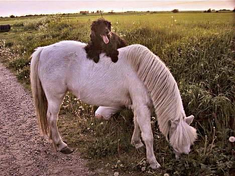 Cocker spaniel Sille † d. 14/4-08 - Sille.. sidder op på Laura hins bdste ven ;).. min pony.. billede 11