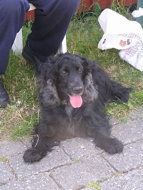 Cocker spaniel Sille † d. 14/4-08 - Smukke sille.. <3 billede 12