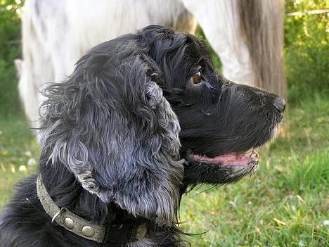 Cocker spaniel Sille † d. 14/4-08 - Sille..  billede 13